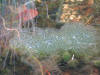 IMG_1163 (Small).JPG (43518 bytes)