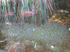 IMG_1170 (Medium).JPG (78208 bytes)