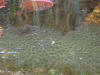 IMG_1173 (Medium).JPG (75456 bytes)