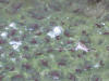 IMG_1174 (Large).JPG (89750 bytes)