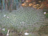 IMG_1178 (Large).JPG (104879 bytes)