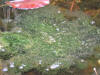 IMG_1195 (Medium).JPG (88021 bytes)