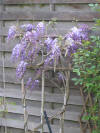 IMG_1300 (Small).JPG (35963 bytes)