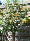 IMG_1331 (Small).JPG (52059 bytes)