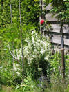 IMG_1332 (Small).JPG (60251 bytes)