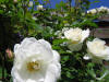 IMG_1333 (Small).JPG (53336 bytes)