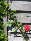 IMG_1334 (Small).JPG (43659 bytes)
