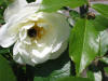 IMG_1337 (Small).JPG (41013 bytes)