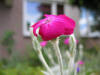 IMG_1343 (Small).JPG (25866 bytes)