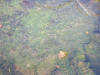 IMG_1187 (Large).JPG (117286 bytes)