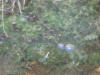IMG_1189 (Large).JPG (102914 bytes)