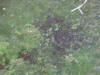 IMG_1192 (Large).JPG (102417 bytes)