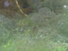 IMG_1193 (Large).JPG (77681 bytes)