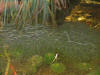 IMG_1149.JPG (48412 bytes)