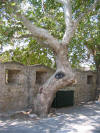 IMG_1884 (Medium).JPG (82184 bytes)
