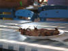 IMG_2243 (Medium).JPG (54345 bytes)